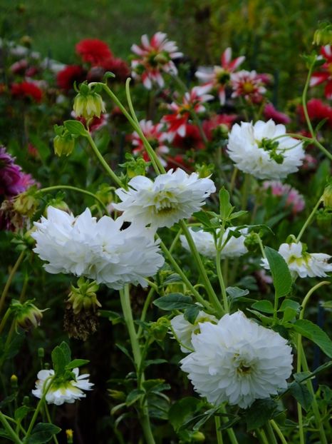  - 2017_09_Septembrie