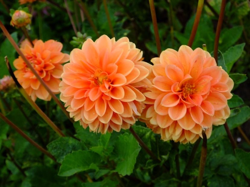  - 2017_09_Septembrie