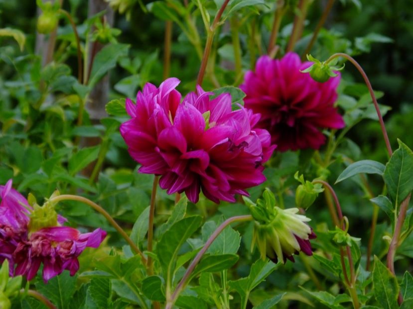  - 2017_09_Septembrie