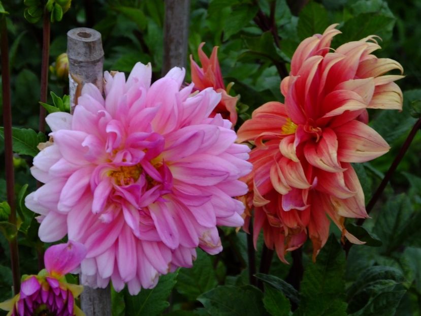  - 2017_09_Septembrie