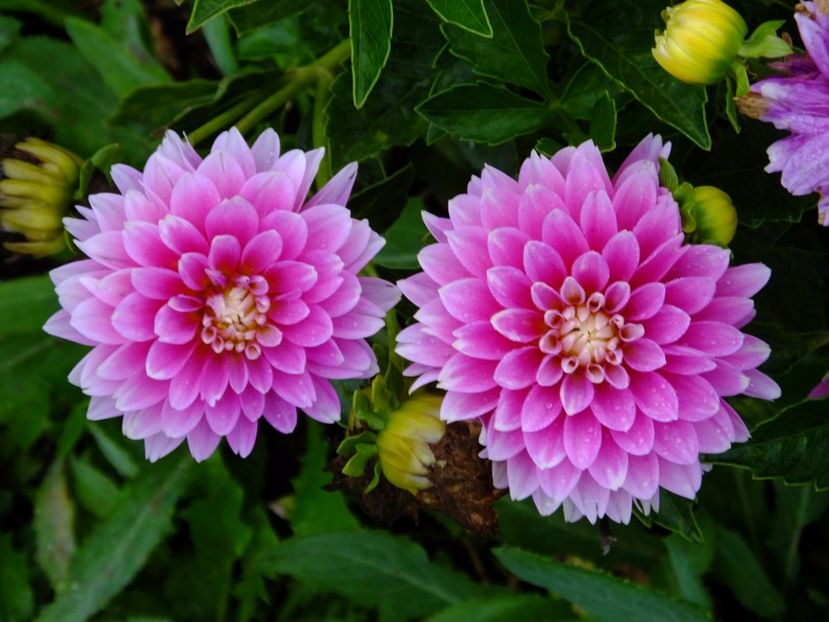  - 2017_09_Septembrie