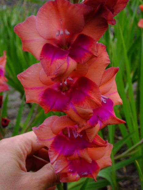  - 2017_09_Septembrie