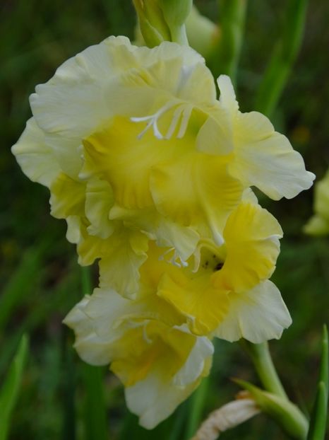  - 2017_09_Septembrie