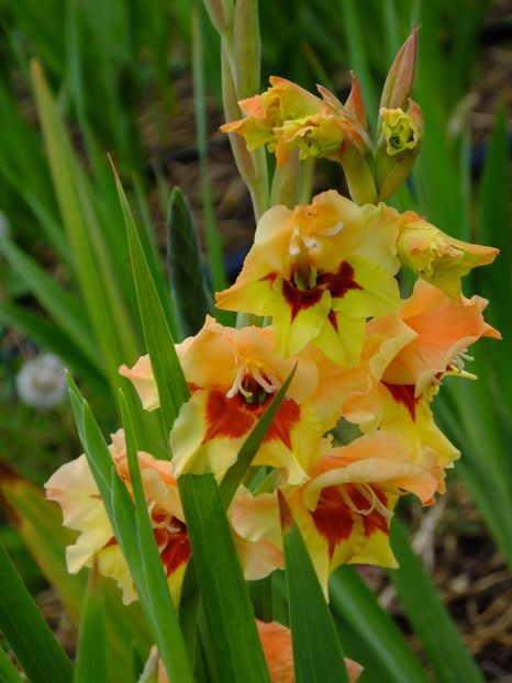  - 2017_09_Septembrie