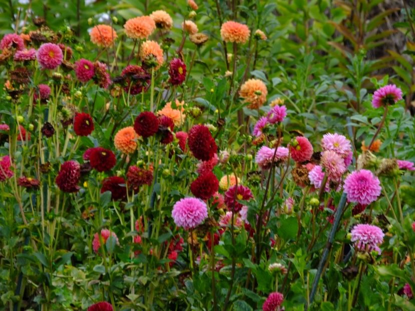  - 2017_09_Septembrie