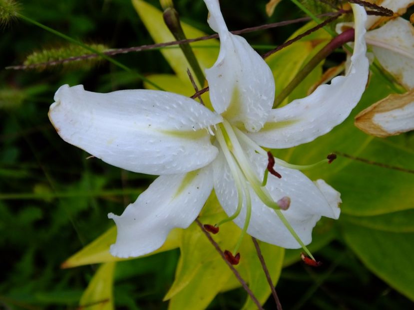 Lung sezon la crini, din mai pana in septembrie. - 2017_09_Septembrie