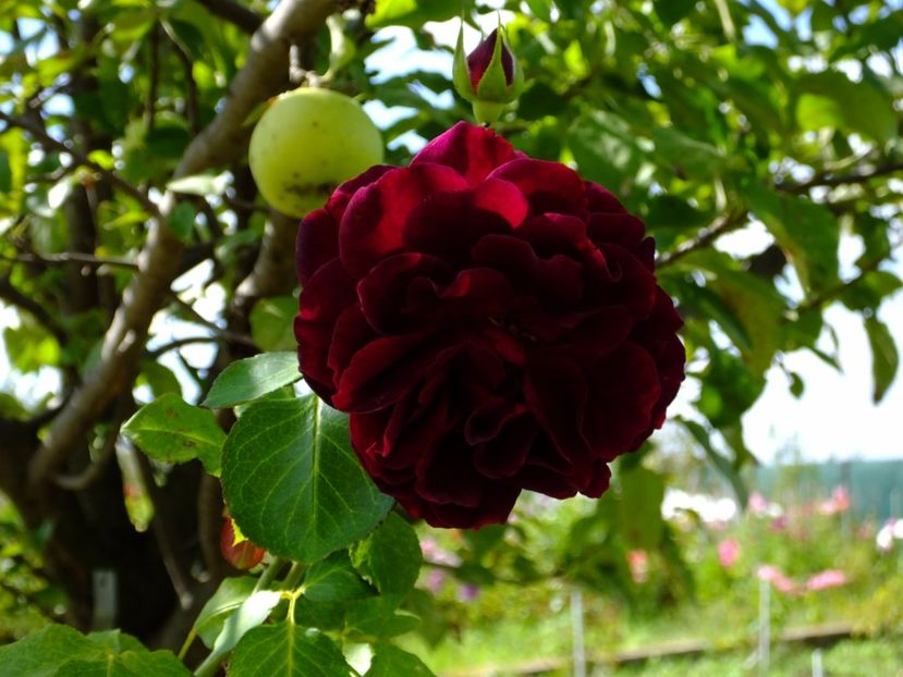 Tradescant - 2017_09_Septembrie