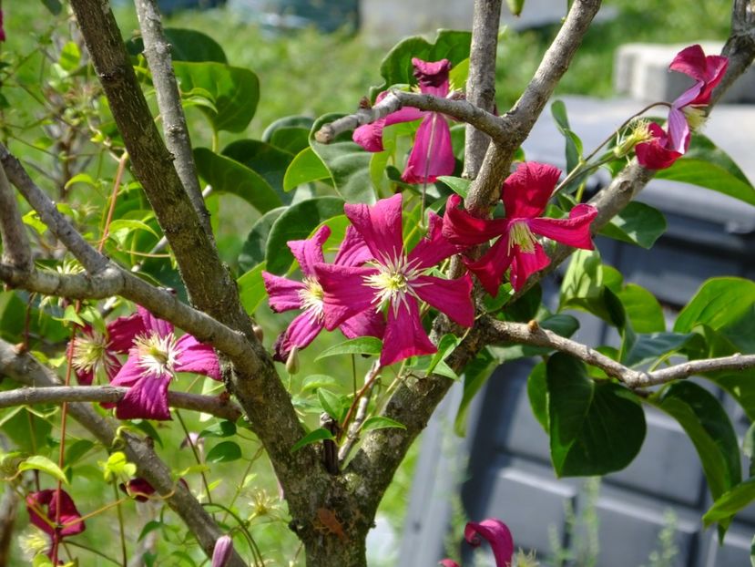 Clematita de la Lidl, ft harnica, dar fara nume... Niciuna nu s-a confirmat, normal. :( Nu mai iau. - 2017_09_Septembrie