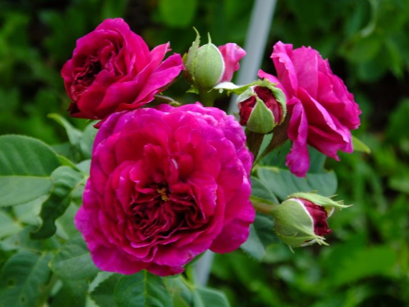 Purple Lodge - 2017_09_Septembrie