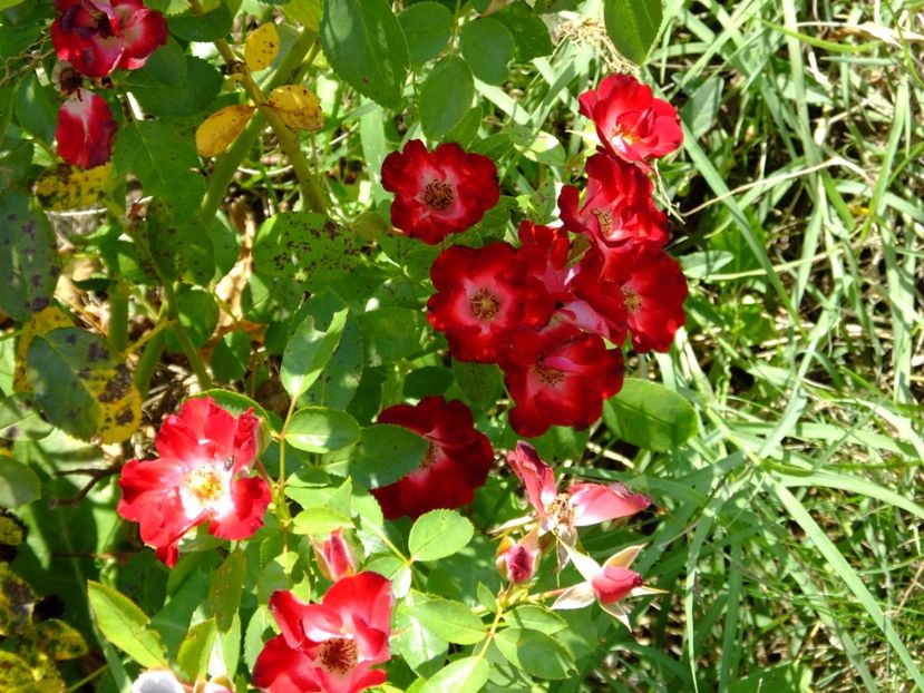 Patrick Poivre d' Arvoir - 2017_09_Septembrie