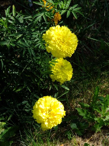  - 2017_09_Septembrie