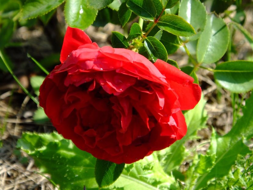 Florentina - 2017_09_Septembrie