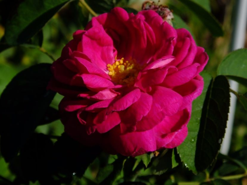 Rose de Rescht - 2017_09_Septembrie