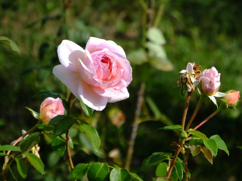  - 2017_09_Septembrie