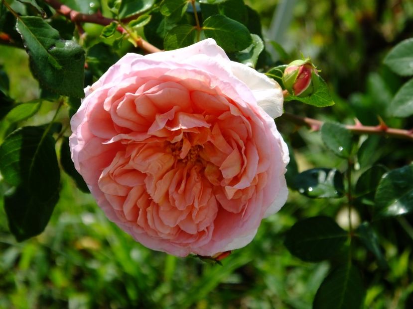  - 2017_09_Septembrie