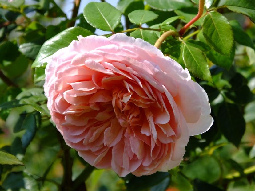  - 2017_09_Septembrie