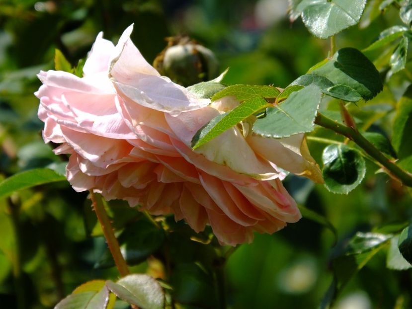  - 2017_09_Septembrie