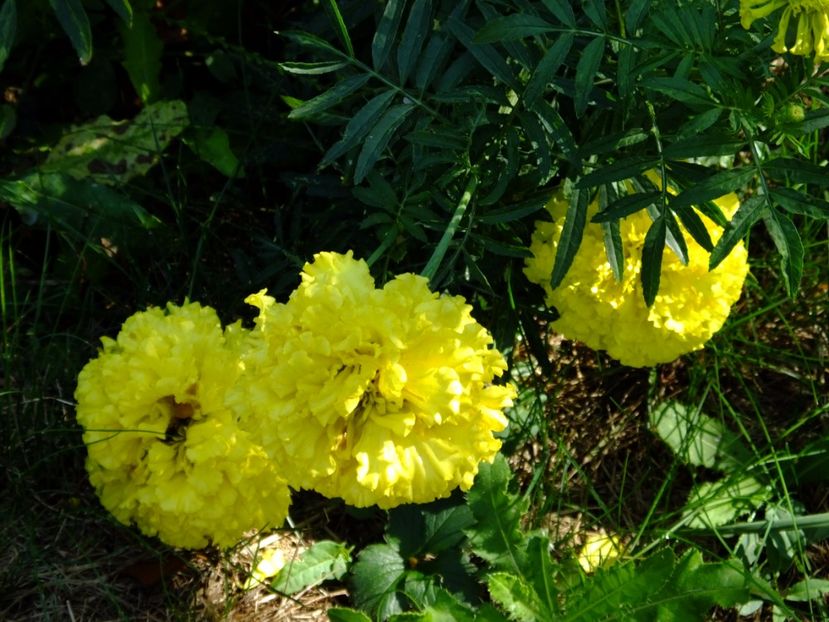  - 2017_09_Septembrie