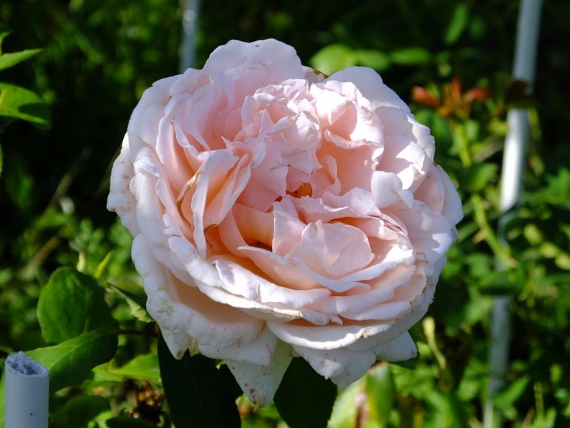  - 2017_09_Septembrie