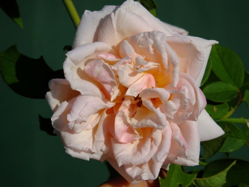 Glorie de Dijon - 2017_09_Septembrie