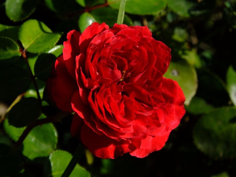 Red Leonardo da Vinci - 2017_09_Septembrie