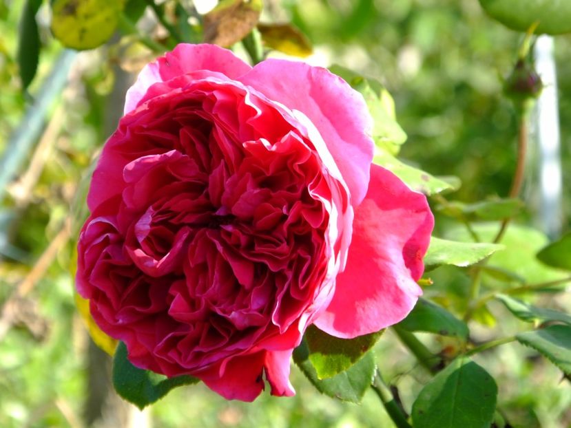 Alain Souchon - 2017_09_Septembrie