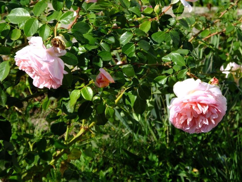  - 2017_09_Septembrie