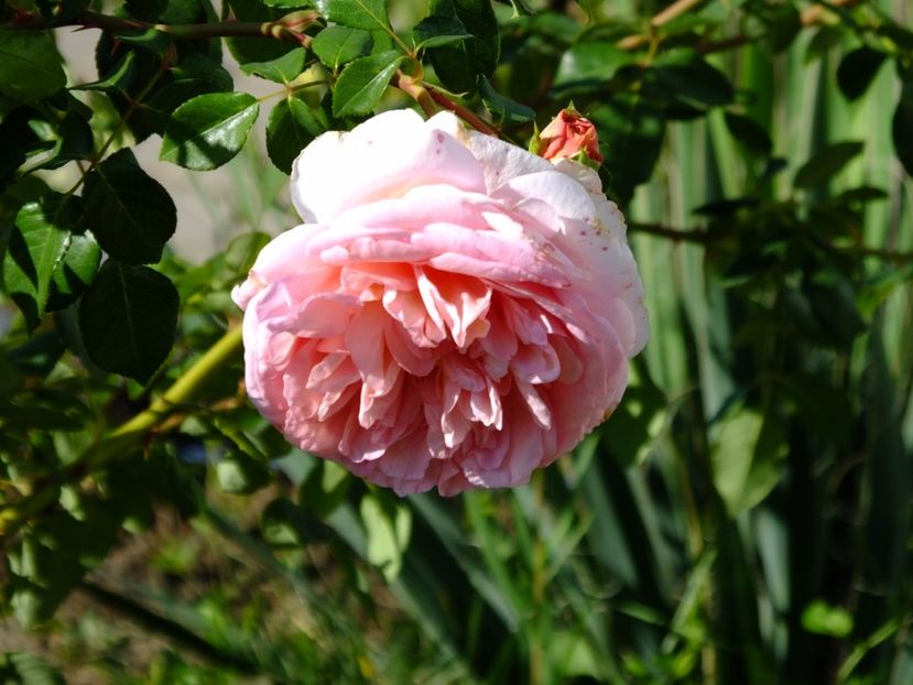  - 2017_09_Septembrie