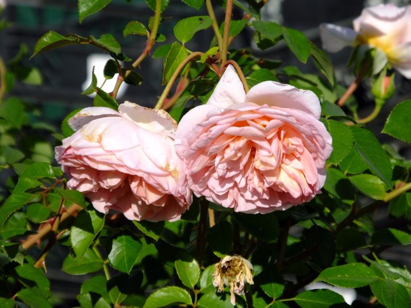  - 2017_09_Septembrie