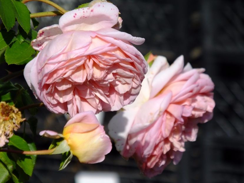  - 2017_09_Septembrie