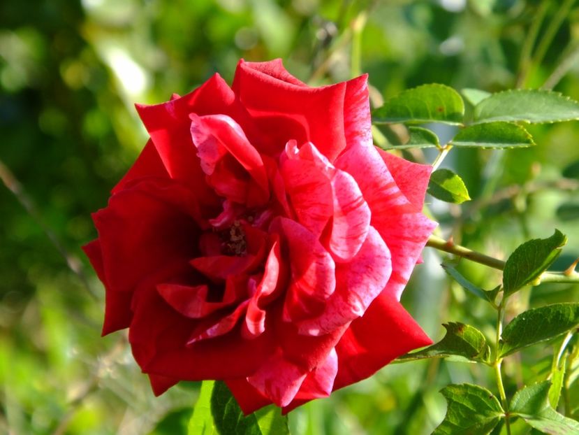 Deep Impression - 2017_09_Septembrie