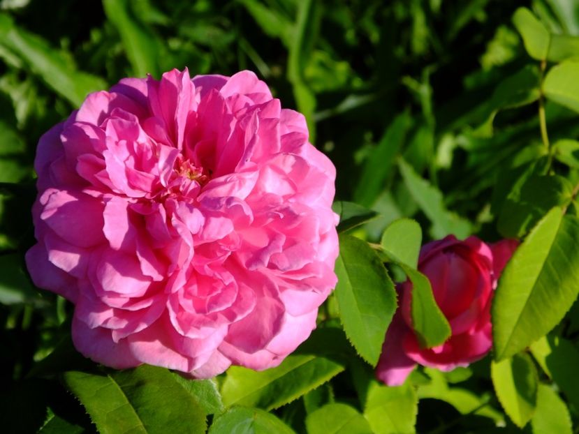 Yolande d' Aragon - 2017_09_Septembrie