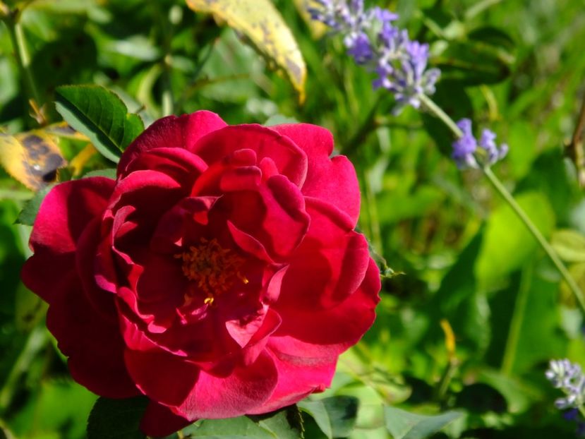 Darcy Bussell - 2017_09_Septembrie