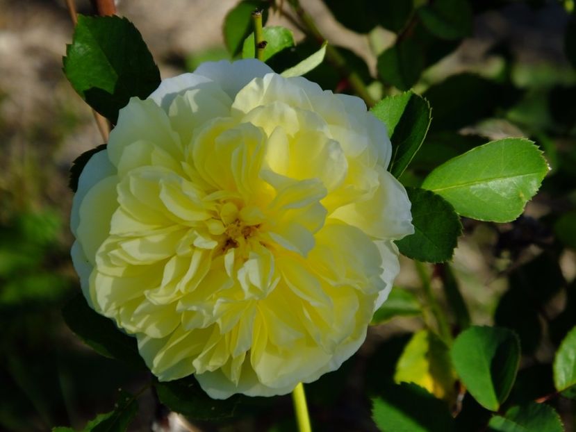 Pilgrim - 2017_09_Septembrie