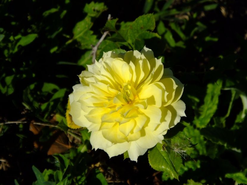 China Girl - 2017_09_Septembrie