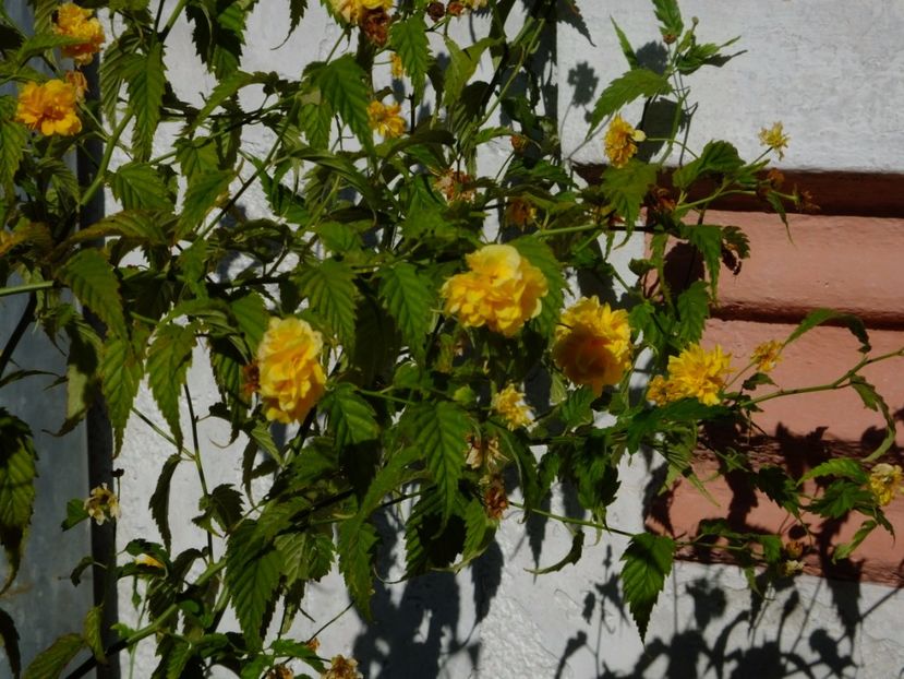  - 2017_09_Septembrie