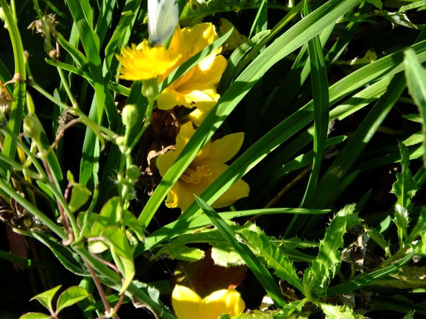  - 2017_09_Septembrie