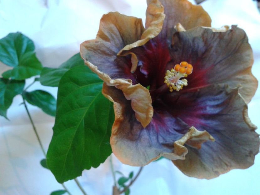 Fotografie0836 - HIBISCUS 2017---2018