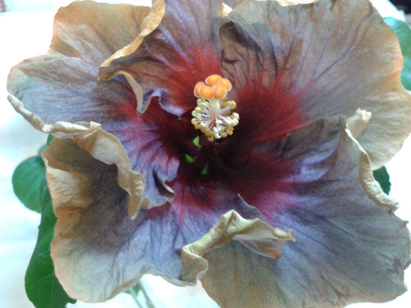 Fotografie0835 - HIBISCUS 2017---2018