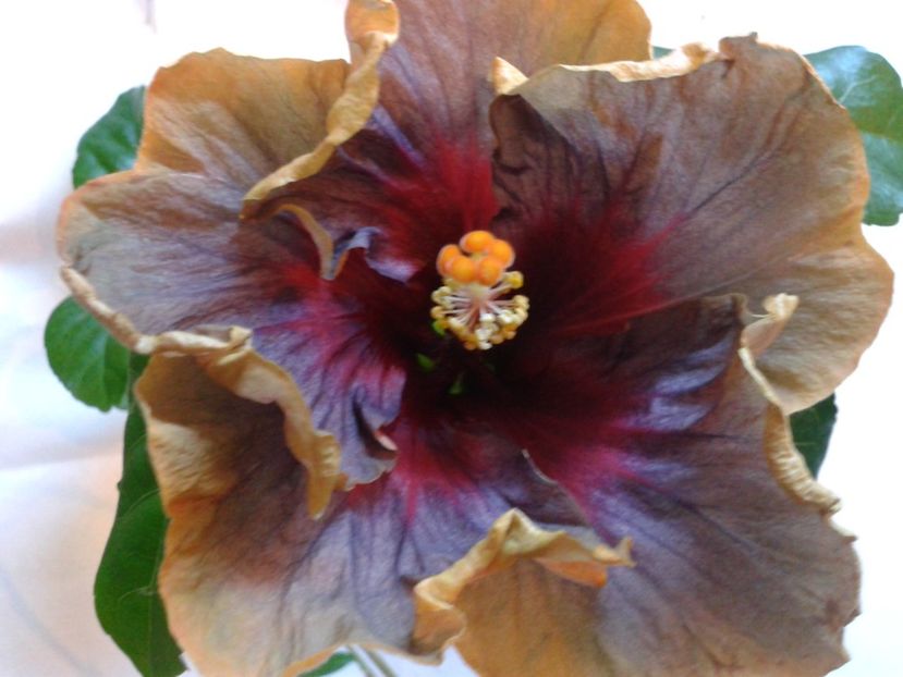 Fotografie0834 - HIBISCUS 2017---2018