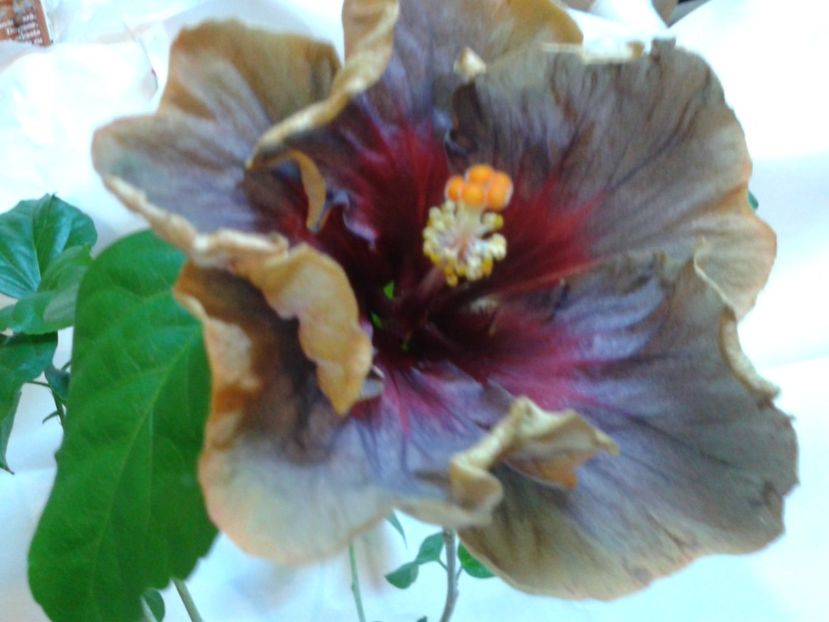 Fotografie0830 - HIBISCUS 2017---2018