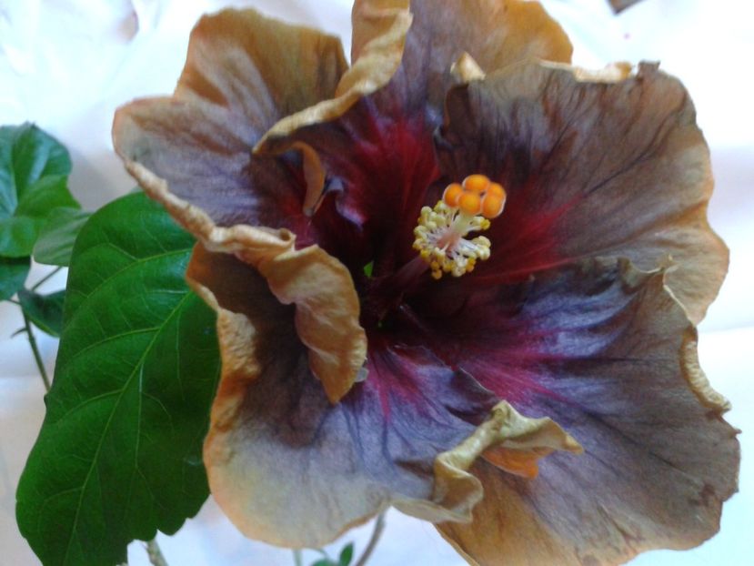 Fotografie0829 - HIBISCUS 2017---2018