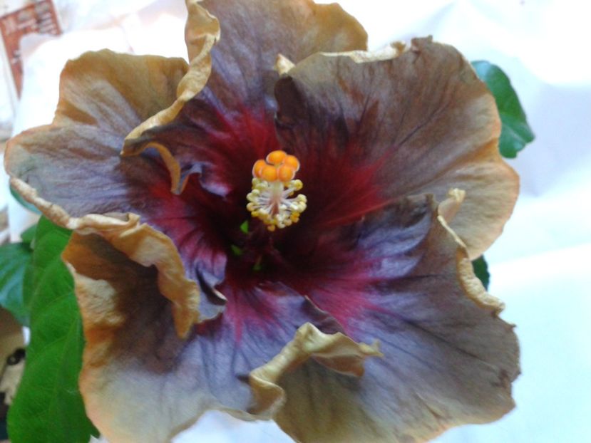 Fotografie0827 - HIBISCUS 2017---2018