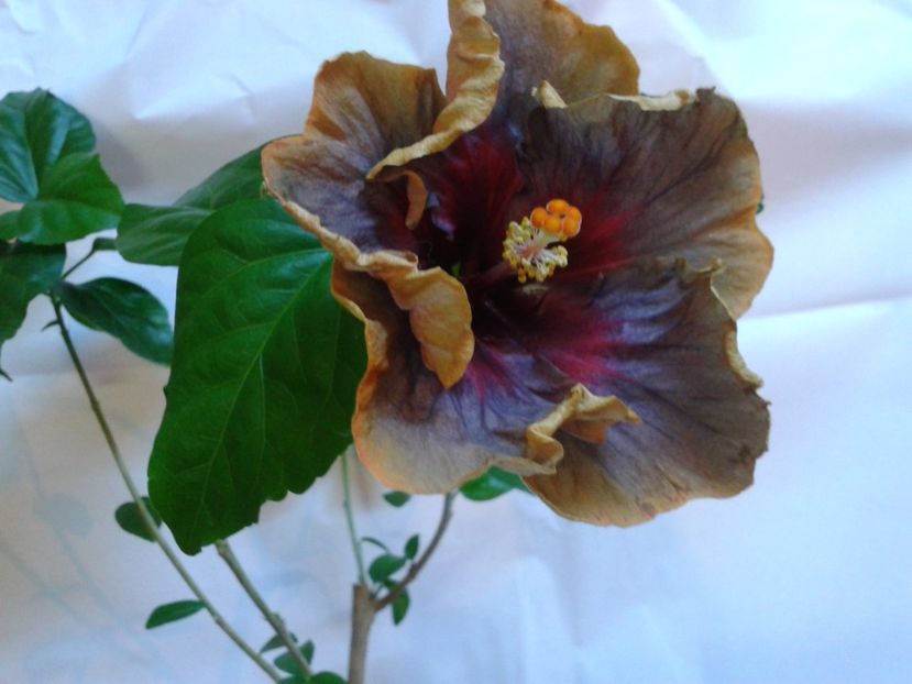 Fotografie0826 - HIBISCUS 2017---2018