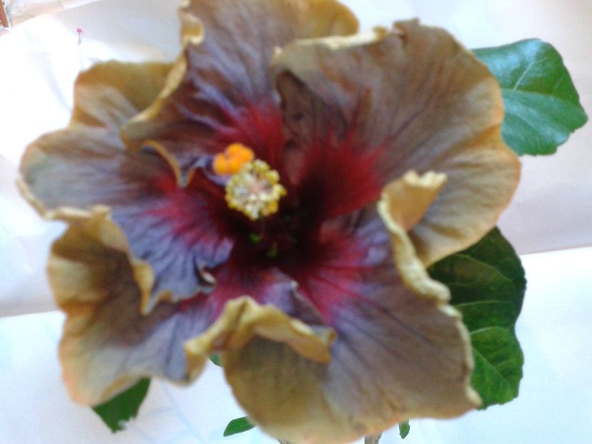 Fotografie0822 - HIBISCUS 2017---2018