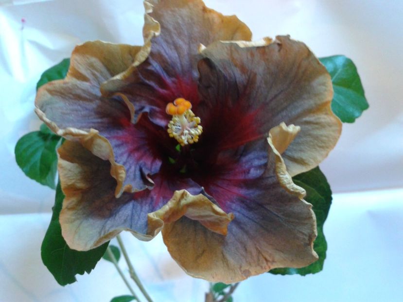 Fotografie0821 - HIBISCUS 2017---2018