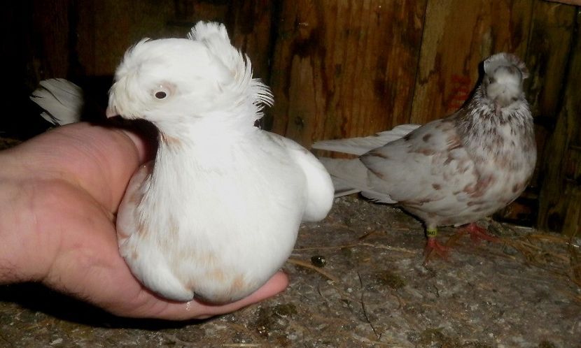 PB190554 - Expoziția Națională Băicoi 2017