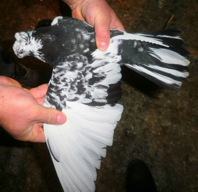 PB190556 - Expoziția Națională Băicoi 2017