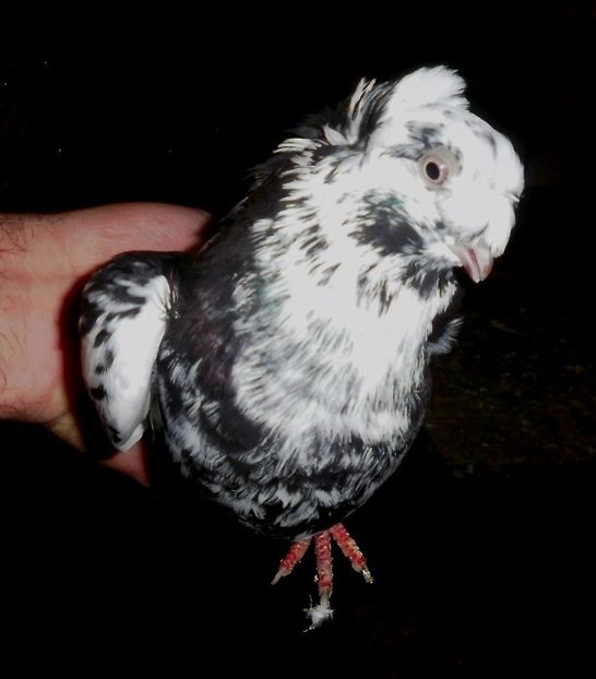 PB190557 - Expoziția Națională Băicoi 2017