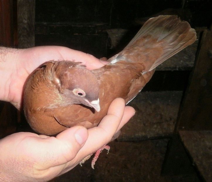 PB190559 - Expoziția Națională Băicoi 2017